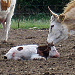Neugeborenes Kälbchen als Filmstar