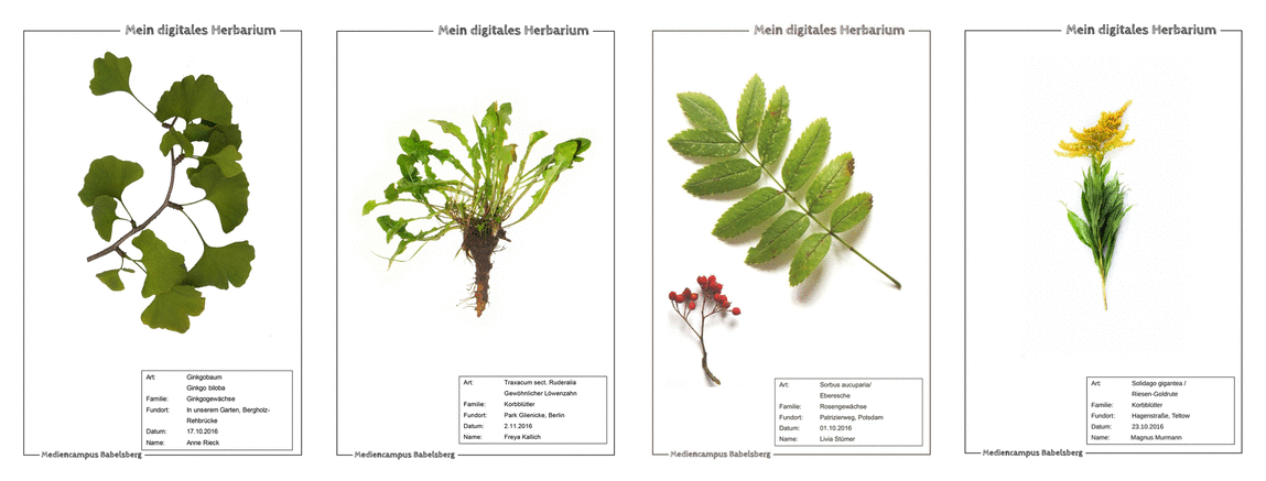 18-40 Pflanzen mit Wurzeln zur  Auswahl aus 100 Herbarium Uni Schule 